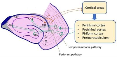 Impairment of entorhinal cortex network activity in Alzheimer’s disease
